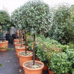 Olijfwilg Op Stam (Elaeagnus Ebbingei) -Goedkope Tuin Sprankel Winkel 20101213141424 3