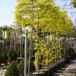 Valse Christusdoorn Als Leiboom (Gleditsia Triacanthos 'Sunburst') -Goedkope Tuin Sprankel Winkel 20101215122235 2