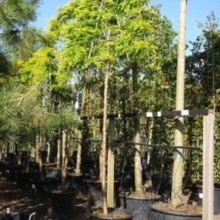 Valse Christusdoorn Als Leiboom (Gleditsia Triacanthos 'Sunburst') -Goedkope Tuin Sprankel Winkel 20101215122249 2