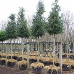 Hulst Als Boom (Ilex 'Nellie R. Stevens') -Goedkope Tuin Sprankel Winkel 20101215170614 8