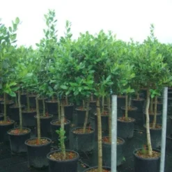 Hulst Op Stam (Ilex 'Nellie R Stevens') -Goedkope Tuin Sprankel Winkel 20101215170902 1