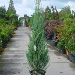 Jeneverbes (Juniperus Scopulorum 'Skyrocket') -Goedkope Tuin Sprankel Winkel 20101216132150 6