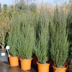 Jeneverbes (Juniperus Scopulorum 'Skyrocket') -Goedkope Tuin Sprankel Winkel 20101216132205 6