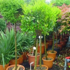 Liguster Op Stam (Ligustrum Japonicum 'Texanum') -Goedkope Tuin Sprankel Winkel 20101216165907 2