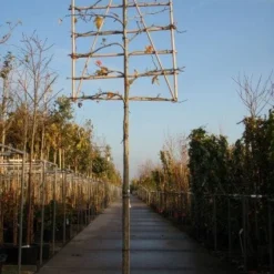 Amberboom Als Leiboom (Liquidambar Styraciflua) -Goedkope Tuin Sprankel Winkel 20101217124709 7