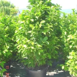 Beverboom (Magnolia Liliiflora 'Nigra') -Goedkope Tuin Sprankel Winkel 20101217150734 13