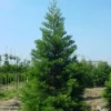 Mammoetboom (Sequoiadendron Giganteum) -Goedkope Tuin Sprankel Winkel 20101217160943 8