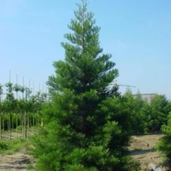 Mammoetboom (Sequoiadendron Giganteum) -Goedkope Tuin Sprankel Winkel 20101217160943 9