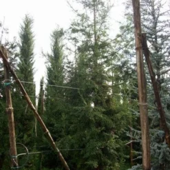 Kustmammoetboom (Sequoia Sempervirens) -Goedkope Tuin Sprankel Winkel 20101217161916 8