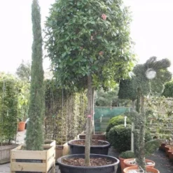 Glansmispel Als Boom (Photinia Fraseri 'Red Robin') -Goedkope Tuin Sprankel Winkel 20101220152227 9