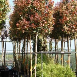 Glansmispel Als Leiboom (Photinia Fraseri 'Red Robin') -Goedkope Tuin Sprankel Winkel 20101220153308 8