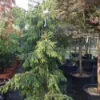 Kaukasische Spar (Picea Orientalis 'Aureospicata') -Goedkope Tuin Sprankel Winkel 20101220171450 9
