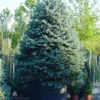 Spar (Picea Pungens 'Hoopsii') -Goedkope Tuin Sprankel Winkel 20101220172833 13