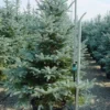 Zilverden (Picea Pungens 'Koster') -Goedkope Tuin Sprankel Winkel 20101220173527 9