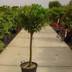 Laurierkers Op Stam (Prunus Laurocerasus 'Otto Luyken') -Goedkope Tuin Sprankel Winkel 20101221104726 2