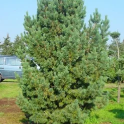 Alpenden (Pinus Cembra) 7 Alpenden (Pinus Cembra) -Goedkope Tuin Sprankel Winkel 20101221111011 10