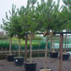 Oostenrijkse Den Als Boom (Pinus Nigra Nigra) -Goedkope Tuin Sprankel Winkel 20101221121144 16