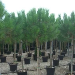 Parasolden Op Stam (Pinus Pinea)