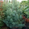 Treurden (Pinus Wallichiana) -Goedkope Tuin Sprankel Winkel 20101221134516 14