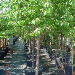 Amandelboom (Prunus Dulcis) -Goedkope Tuin Sprankel Winkel 20101221155404 3