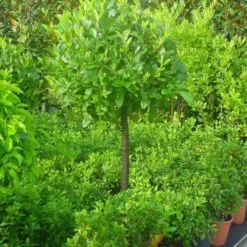 Laurierkers Op Stam (Prunus Laurocerasus 'Otto Luyken') -Goedkope Tuin Sprankel Winkel 20101221161627 2