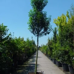 Portugese Laurier Als Boom (Prunus Lusitanica 'Angustifolia') -Goedkope Tuin Sprankel Winkel 20101221161730 7