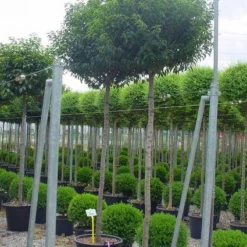 Portugese Laurier Als Boom (Prunus Lusitanica)