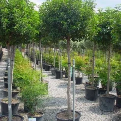 Portugese Laurier Op Stam (Prunus Lusitanica 'Angustifolia') -Goedkope Tuin Sprankel Winkel 20101221164022 5