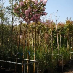 Japanse Sierkers (Prunus Serrulata 'Kanzan') -Goedkope Tuin Sprankel Winkel 20101222164034 16
