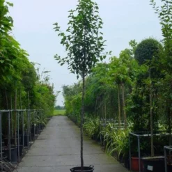 Chinese Sierpeer (Pyrus Calleryana 'Chanticleer') -Goedkope Tuin Sprankel Winkel 20101224151019 19