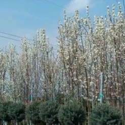 Chinese Sierpeer (Pyrus Calleryana 'Chanticleer') -Goedkope Tuin Sprankel Winkel 20101224151150 19