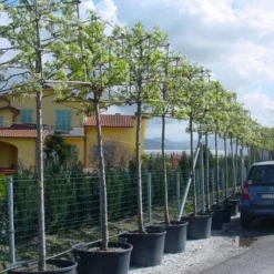 Sierpeer In Kubusvorm (Pyrus Calleryana 'Chanticleer')