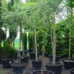 Treursierpeer (Pyrus Salicifolia 'Pendula') -Goedkope Tuin Sprankel Winkel 20101224152204 9