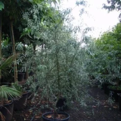 Sierpeer Als Struik (Pyrus Salicifolia 'Pendula') -Goedkope Tuin Sprankel Winkel 20101224153119 6