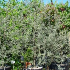 Sierpeer Als Struik (Pyrus Salicifolia 'Pendula') -Goedkope Tuin Sprankel Winkel 20101224153132 6