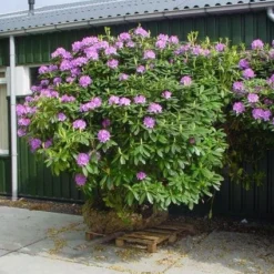 Rhododendron (Rhododendron Catawbiense 'Grandiflorum') -Goedkope Tuin Sprankel Winkel 20101227172716 13