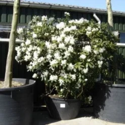 Rhododendron (Rhododendron 'Cunningham White') -Goedkope Tuin Sprankel Winkel 20101227172754 8