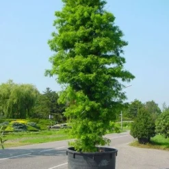 Moerascipres (Taxodium Distichum) -Goedkope Tuin Sprankel Winkel 20101228150218 12