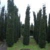 Zuiltaxus (Taxus Baccata 'Fastigiata Robusta') -Goedkope Tuin Sprankel Winkel 20101230125518 17