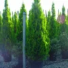 Levensboom (Thuja Orientalis 'Pyramidalis Aurea') -Goedkope Tuin Sprankel Winkel 20101230135155 8