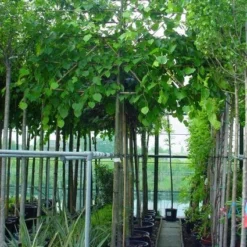 Leilinde (Tilia Vulgaris 'Pallida') -Goedkope Tuin Sprankel Winkel 20101230140943 12