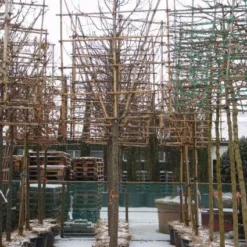 Sierappel Als Leiboom (Malus 'Red Sentinel') -Goedkope Tuin Sprankel Winkel 20110105105309 5 1