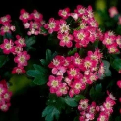 Rode Meidoorn Als Leiboom (Crataegus 'Paul's Scarlet') 7 Rode Meidoorn Als Leiboom (Crataegus 'Paul's Scarlet') -Goedkope Tuin Sprankel Winkel 20110201103926 5