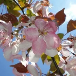 Sierappel Als Leiboom (Malus 'Rudolf') -Goedkope Tuin Sprankel Winkel 20110201105708 3 1
