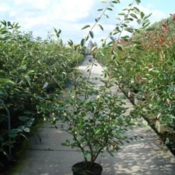 Krentenboom Als Struik (Amelanchier Lamarckii) -Goedkope Tuin Sprankel Winkel 20110215155125 13