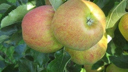 Lei-Appel (Malus Domestica 'Elstar') 3 Lei-Appel (Malus Domestica 'Elstar')