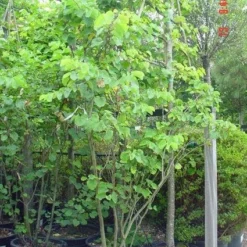 Judasboom Als Struik (Cercis Siliquastrum) -Goedkope Tuin Sprankel Winkel 20120110165223 8