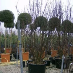 Judasboom Als Struik (Cercis Siliquastrum) -Goedkope Tuin Sprankel Winkel 20120110165233 8