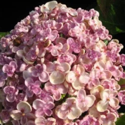 Seringhortensia (Hydrangea Macrophylla 'Ayesha') -Goedkope Tuin Sprankel Winkel 20120202134624 2