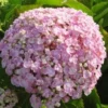 Seringhortensia (Hydrangea Macrophylla 'Ayesha') -Goedkope Tuin Sprankel Winkel 20120202134725 2